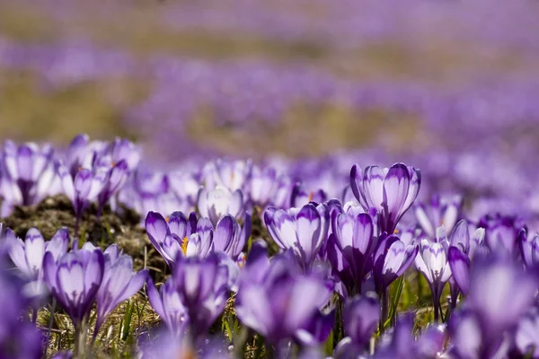 stock image Crocus flower