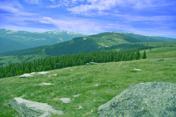 Bergwaldwiese und Gipfel — Stockfoto