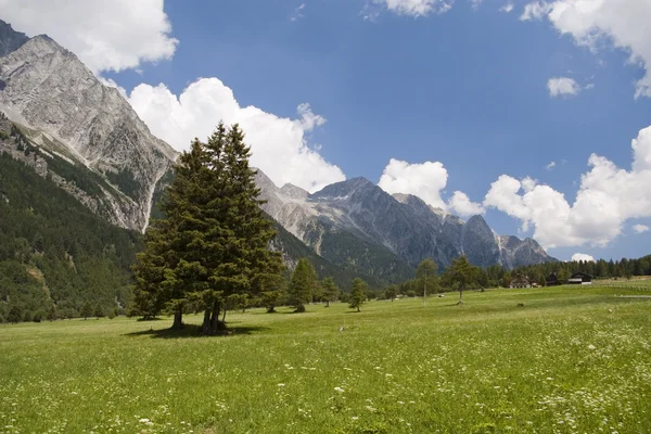 Tree on pasture in austrian alps mountain — Stock Photo, Image