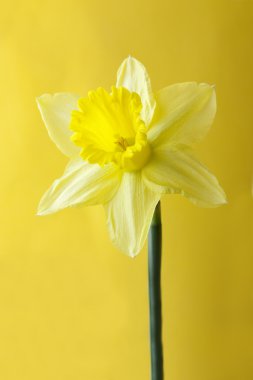 Daffodil on yellow clipart