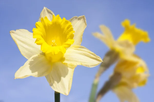 Daffodil no céu azul — Fotografia de Stock