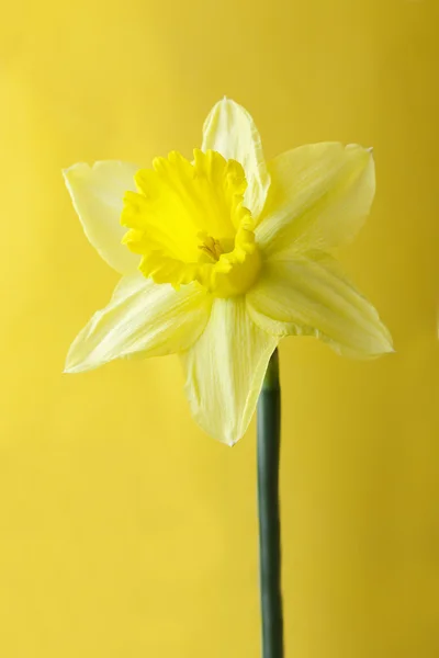 黄色の水仙 — ストック写真