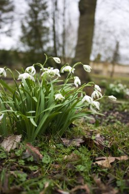 Wild snowdrops in a wood clipart