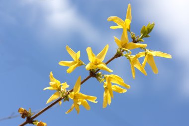 Yellow forsythia clipart