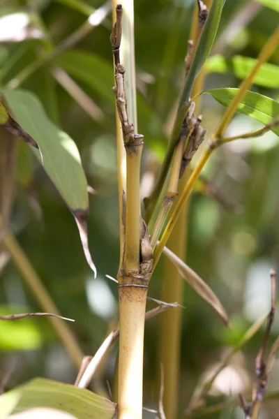 stock image Golden bamboo