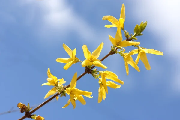Yellow forsythia — Stock Photo, Image