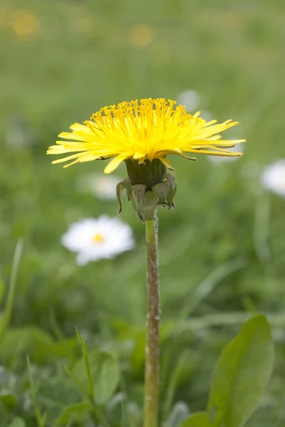 Dandelion in a field — Stock Photo, Image