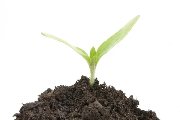 Planta cultivada de sementes em fundo branco — Fotografia de Stock