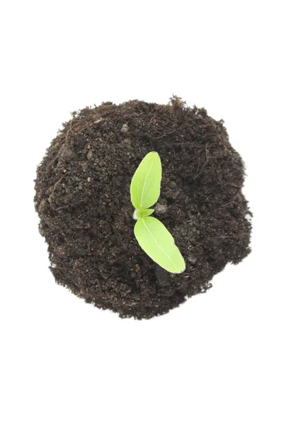 Girassol planta no fundo branco — Fotografia de Stock