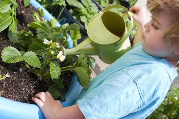 Mladý batole zalévat svou zahradu — Stock fotografie