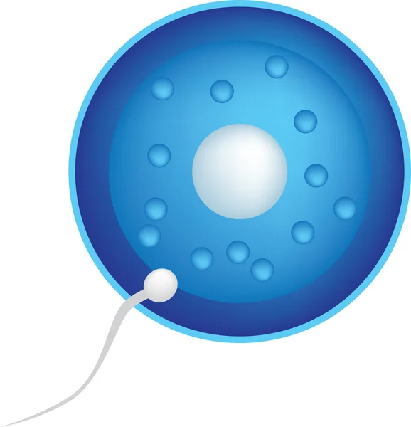 Sperma und Eizelle — Stockvektor