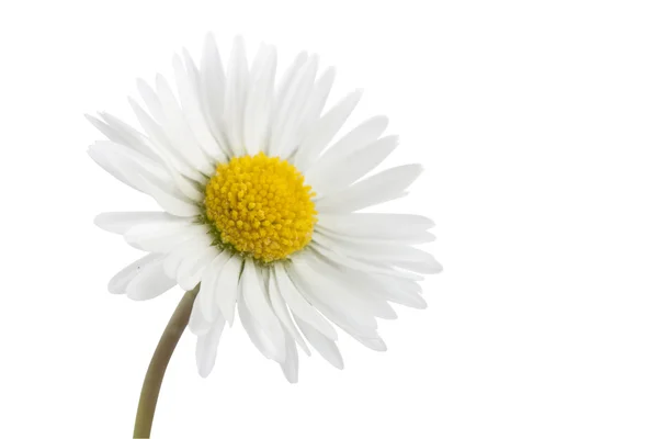 Geïsoleerde grote daisy — Stockfoto