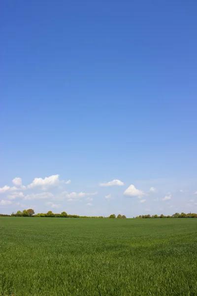 Empty field — Stock Photo, Image