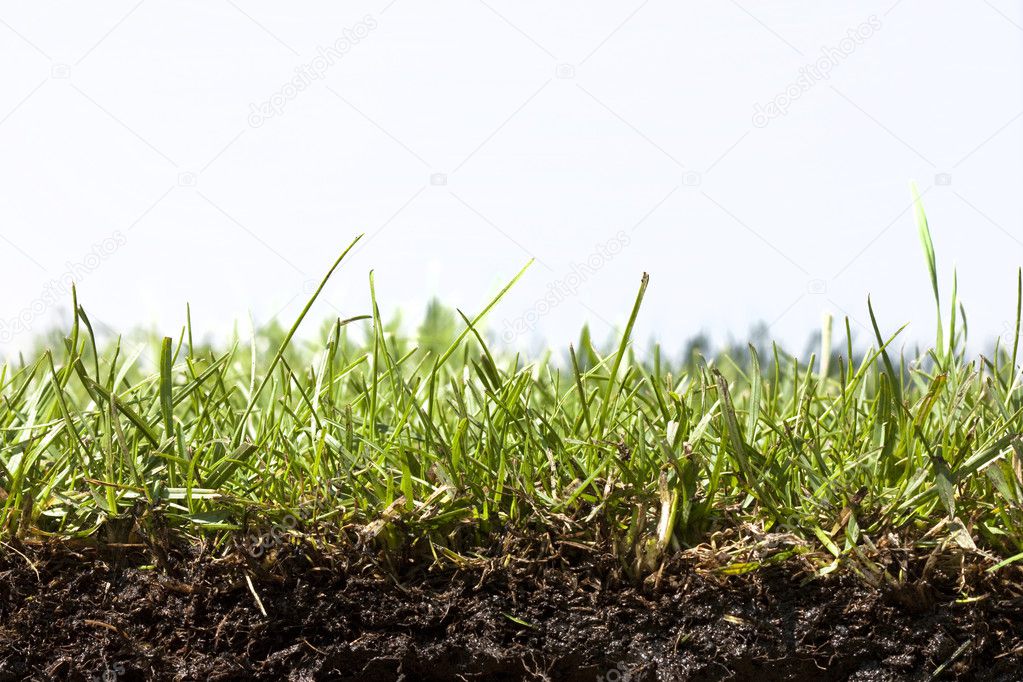 Close up of grass strip — Stock Photo © Joingate #3459188