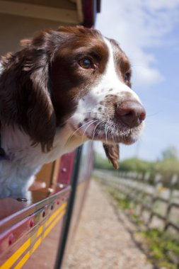 Dog on the train clipart