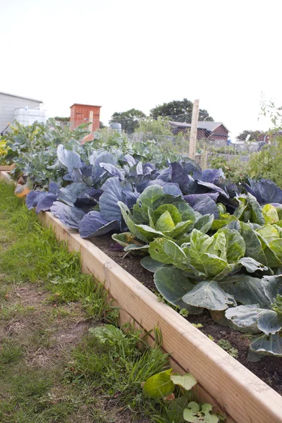 stock image Allotment in summer