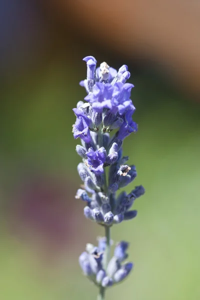 stock image Single lavendar stem