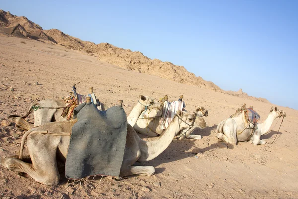 Egyptain kamelen in de woestijn — Stockfoto
