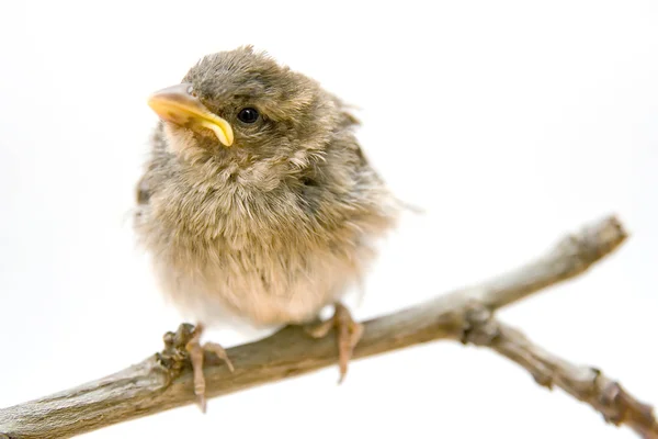 stock image Bird on a branch