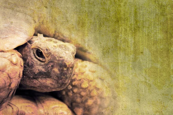 stock image Turtle