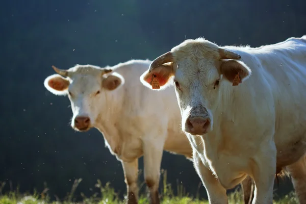 Krowy w prairie — Zdjęcie stockowe
