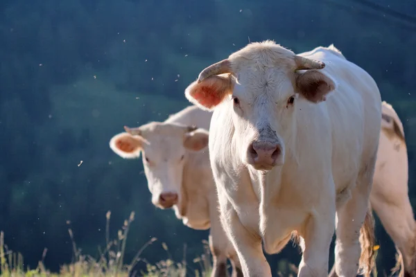 Vaca em uma pradaria — Fotografia de Stock