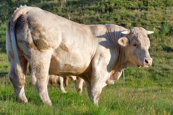 公牛在草原上 — 图库照片