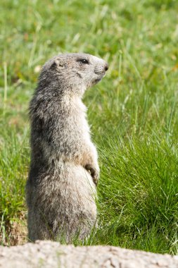 Marmot in the alps clipart