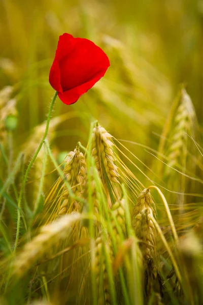 Red poppy in a barley field — Stock Photo, Image