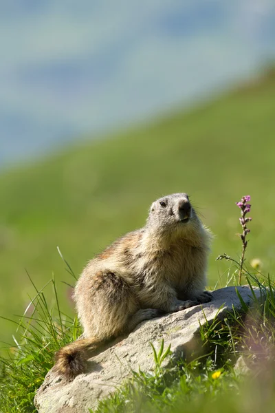 Marmot in the alps — Stock Photo, Image