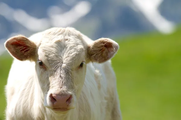 草原上的小牛犊 — 图库照片