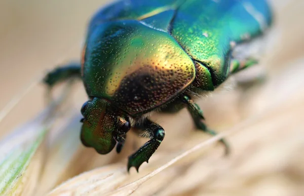 Tête du scarabée — Photo