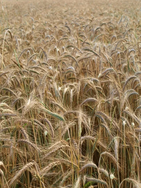 Pole pšenice — Stock fotografie