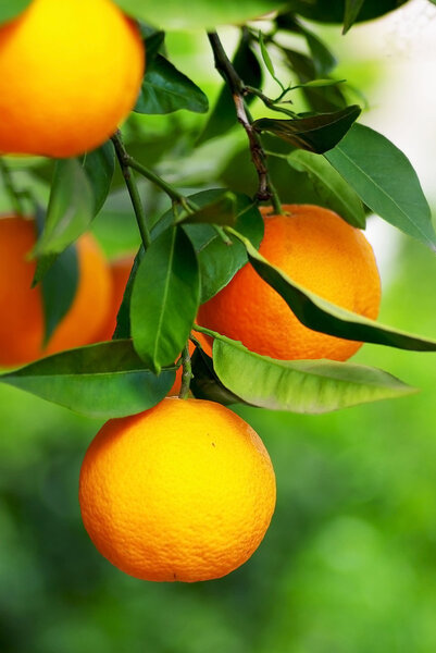 Mature oranges .
