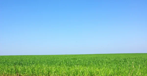 Groene achtergrond veld. — Stockfoto
