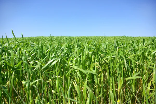 Campo de fundo verde . — Fotografia de Stock