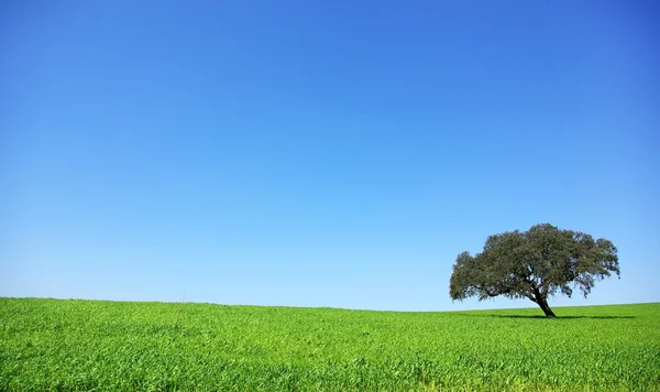Baum auf Feld. — Stockfoto