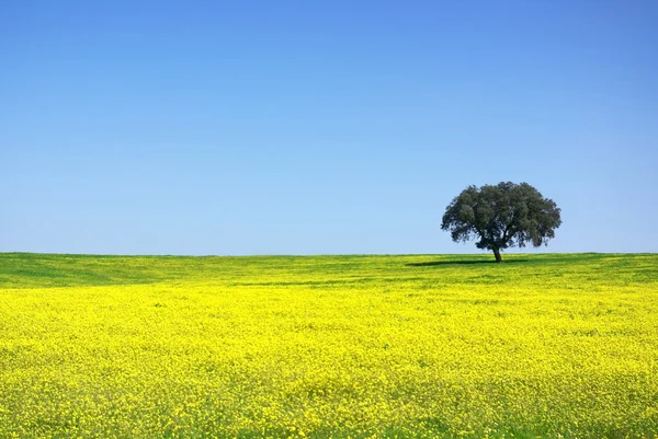 Tree in yellow field. — Stock Photo, Image