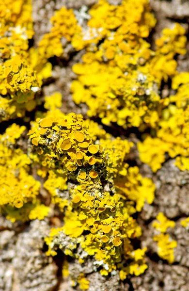 stock image Yellow lichen.