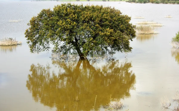 Ağaç alentejo göl. — Stok fotoğraf