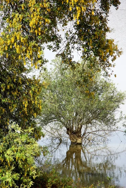 stock image Tree in Alentejo Lake.