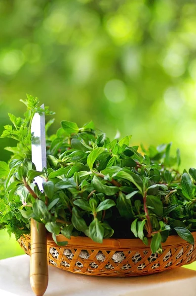 Cooking herbs . — Stock Photo, Image