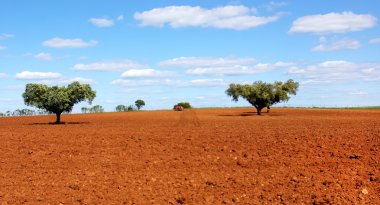 Field at Portugal.