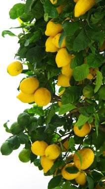 Lemons on lemon tree. clipart