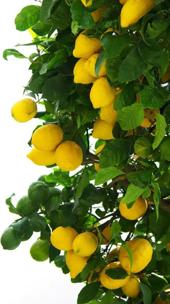 Cytryny na drzewie cytrynowym. — Zdjęcie stockowe