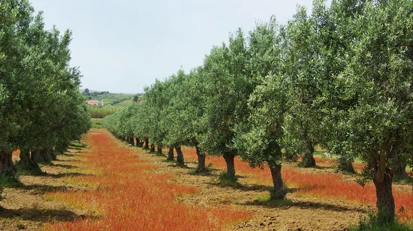 Olives tree . — Stock Photo, Image