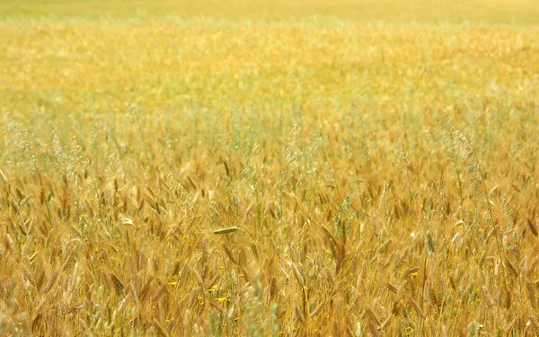 Konsistens av gult fält med spannmål. — Stockfoto