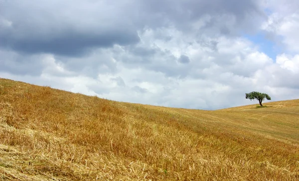 Albero solitario in campo giallo. — Foto Stock