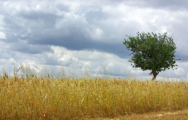 Solitary tree in yellow field. — Stock Photo, Image