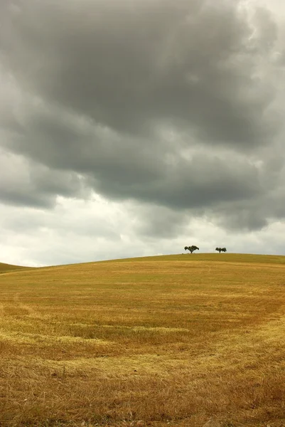 Одинокое дерево на желтом поле. — стоковое фото